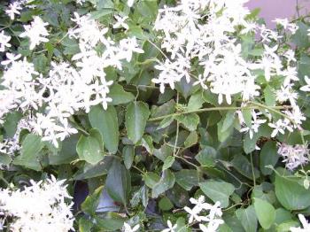 Mom called this kitchen clematis - It is all over the fence and into my neighbor&#039;s yard. He likes it too. It smells good. It is also in my nature book as wild clematis.