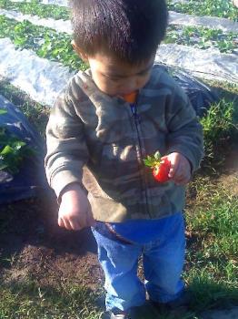 My nephew picking strawberries on strawberry farm - This is my nephew, he loves strawberries as much as I do!