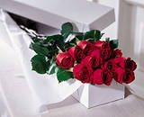 Roses For The Two Of You! :) - I hope that you become great Friends! :)