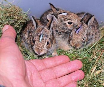 baby bunnies - here is 3 of the 4