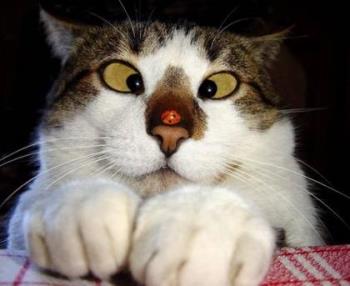Crossed Eye Cat - Crossed eye cat