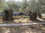 Garden of Gethsemane - Beautiful place and full of history Garden of Gethsemane - Beautiful place and full of history