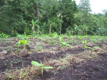 Lakatan bananas - I like to grow things. Now, I have the chance to grow lakatan bananas using only natural methods without herbicides, pesticides, commercial fertilizers. I am sure my bananas are more nutritious than the other bananas. 