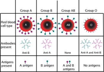 Blood Group - And their properties
