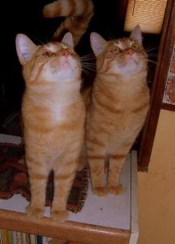 Our "marmalade" twin malecats Tigger and Tee-Too - We have a total of 5 cats and one big dog..but these twin male cats share a special bond. They also get into a lot of mischief...and are very entertaining to boot! Ah yes, we love our family of fur-babies. 
