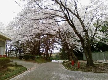 Sakura - Sakura flowers and spring in Japan