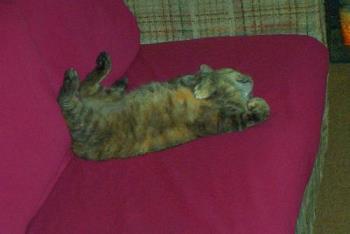 cat nap - My cat, Gracie enjoying the freshly laundered couch cover.