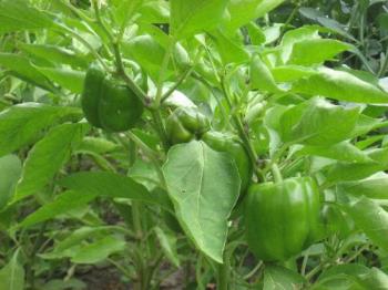 One Bell Pepper Plant - One of 8 plants left.