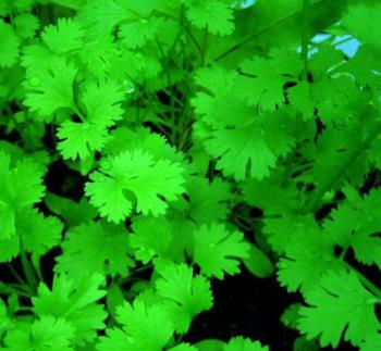 Coriander Leaves. - Coriander leaves, for health!