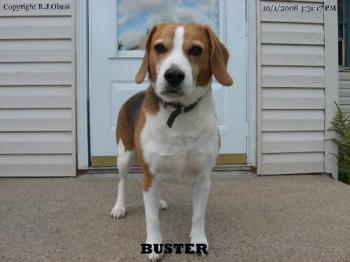 Buster - Our loyal and loved Buster.