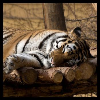 Sleeping tigers - It is cute?? Sleeping tigers - It is cute??