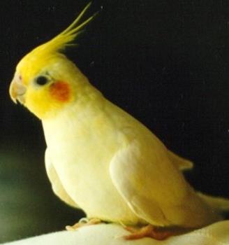 cockatiel - A small bird and a popular pet! Some can speak and they are great at imitating sounds also.