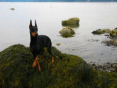 Doberman Pincer - One of the sweetest dogs ever born & one with a reputation it doesn&#039;t deserve!!!