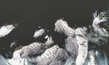 Whoopi and Her Six Kittens  - image of Mama Whoopi and her kittens