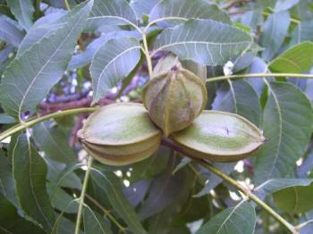 Pictures taken in August of some kind of nut. - I am trying to figure these out. The squirrels like them, but I am not sure what they are. 