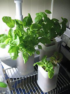 Juice Containers Make Great Planters - These plants are growing in nutrient solution with "puffed clay" pellets to support them. The juice containers are nested so that the inner ones have drain holes punched in the bottom. This makes it possible to drain the liquid off without making a mess. 