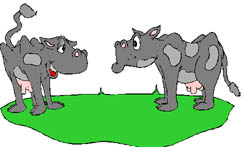 two grey animals in a stand off, across from each - two grey animals in a stand off, across from each other two grey animals in a stand off, across from each - two grey animals in a stand off, across from each other