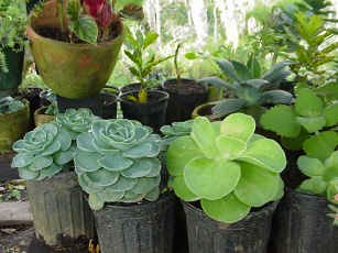 small potted plants - small potted plants, save the world today