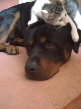 The kitten on top of my friends rottweillers head - the kitten on top of my friends rottweillers head