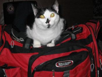 Where are We Going? - Carlye Cat on top of my packed bag. 