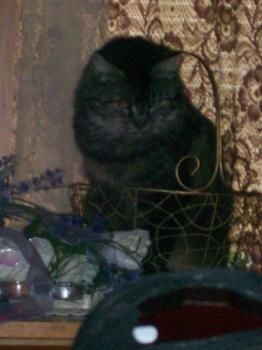my cat - A pic of my cat that I've had for almost 13 years. She's very picky and had to approve my choice of husbands. my cat - A pic of my cat that I've had for almost 13 years. She's very picky and had to approve my choice of husbands.