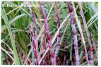 sugarcane - sugarcane