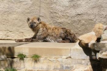 Hyena - A Hyena at the Sacramento Zoo.