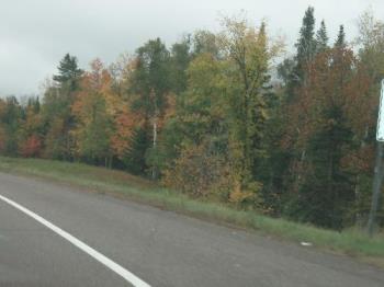 driving through Minnesota  - fall trees
