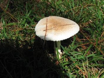 Mushroom - Mushroom found in my front yard