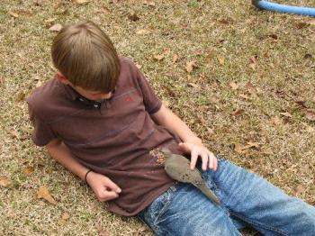 Grandson petting a mourning dove - The dove couldn&#039;t fly after hitting something for a time. So my grandson tried to get him to eat and petting him until he was able to fly again.