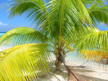 Dwarf coconut - This is a dwarf variety. Dwarf coconut - This is a dwarf variety.