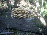 Fungus - Fungus on a tree.