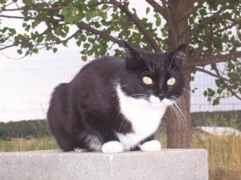 here&#039;s my baby the tuxedo kitty - Sylvestar