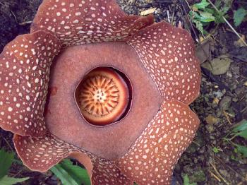 rafflesia flower - maragusan, comval