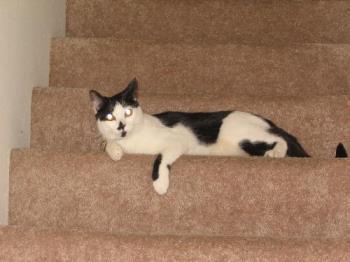 Carlye Cat on the Stairs  - My cute little tuxedo cat on the stairs in my new apartment. 