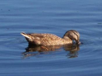 female mallard - This was taken at Crystal Springs Park Jacksonville FL female mallard - This was taken at Crystal Springs Park Jacksonville FL