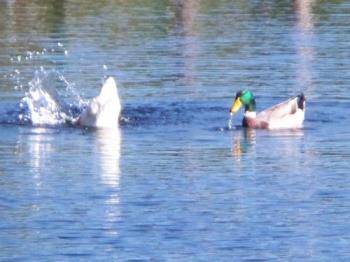 splashing duck - The ducks were having a great time. splashing duck - The ducks were having a great time.