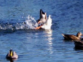duck tails - here are some ducks havin fun duck tails - here are some ducks havin fun