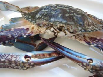blue crabs - This is the blue crab that I'm talking about. It's so famous in the philippines. It is being exported in other countries.