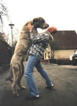 Irish Wolfhound - Giant, awesome dogs!