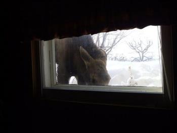 Confused moose - An out of place moose. Wondered into town and hung out for a bit. Picture taken from my parent&#039;s basement.