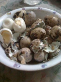 Quail eggs - small eggs, big taste!