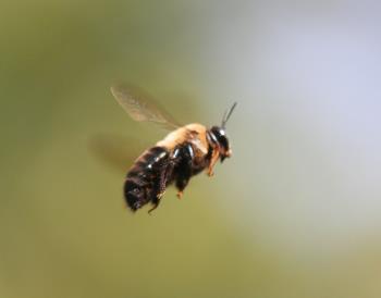 Bumble Bee - Bee in flight. How