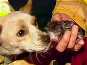 Leo the Hero!!! - This sweet little pup saved the lives of several newborn kittens by standing guard in a house fire to protect his little charges. He was a true hero!!!