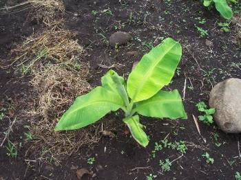 Newly-planted banana - This is an old picture, the plant has grown since I took this one a month ago.