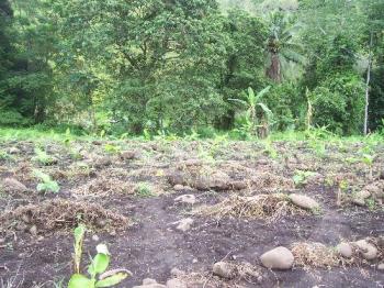 Banana plants - I plant bananas and they have to grow first and have fruits before I can make some money. 