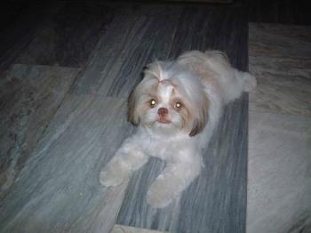 dog - my dog carey dog - my dog carey