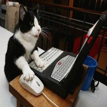 browsing  - cat browsing the web
