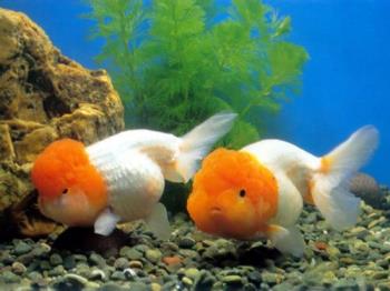 Goldfish - goldfish is a kind of lovely pet