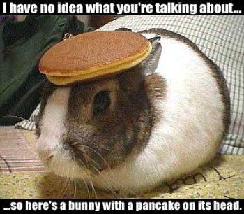 Bunny with a pancake on it's head - I have no idea what you're talking about... so here's a bunny with a pancake on it's head. Bunny with a pancake on it's head - I have no idea what you're talking about... so here's a bunny with a pancake on it's head.